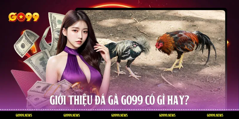 Giới thiệu Đá gà Go99 có gì hay?